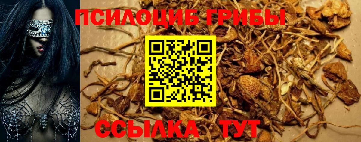 Горячий Ключ  Галлюциногенные грибы Cubensis  Вход с VPN 